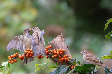 Sıra dışı akrobasi, dövüş ve uçuşları olan serçeler yemek ve bölge için yarışıyor. 