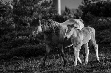 Vahşi atlar dağlarda özgürce koşuyor. Gözlemcinin zevkine varmak için.! 