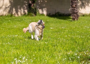 Altın köpeğim 9 aylık ve hayat dolu.!