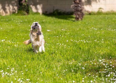 Altın köpeğim 9 aylık ve hayat dolu.!