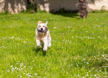 Altın köpeğim 9 aylık ve hayat dolu.!