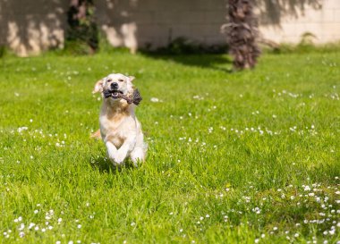 Altın köpeğim 9 aylık ve hayat dolu.!