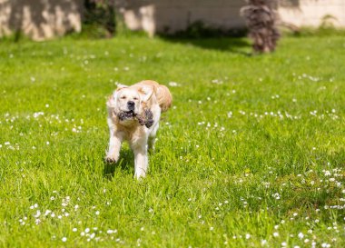 Bahçede koşan sevimli köpek.