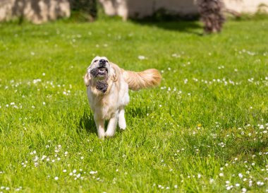 bahçede oynayan sevimli köpek
