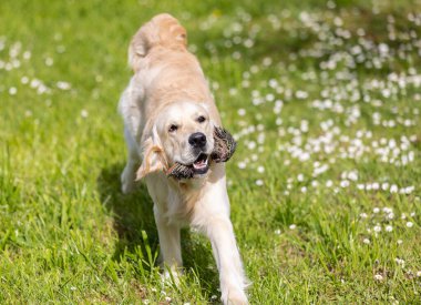 Parktaki Labrador Retriever 'ın portresi