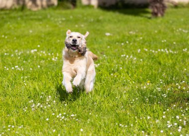 parkta labrador