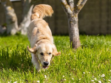 Bir çayırlarda çalışan köpek