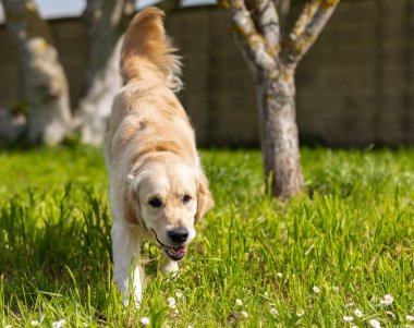 Çimenlerde koşan Golden Retriever