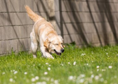 Labrador Retriever parkta.