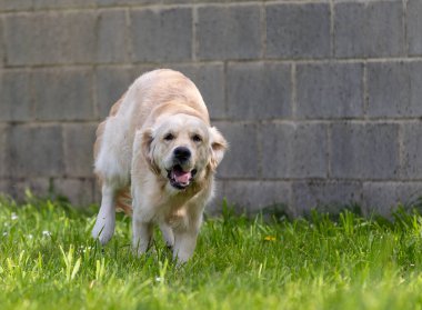 Golden Retriever yeşil çimlerde oynuyor