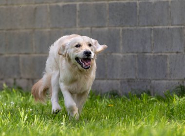 Golden retriever yeşil çayırda koşuyor.