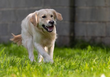 Bahçedeki yeşil çimlerde koşan golden retriever.