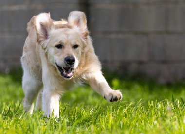 Parktaki çimlerde bir köpek