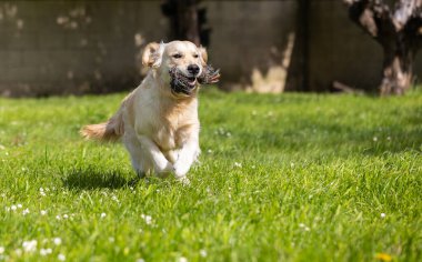 Yeşil çimlerde koşan köpek