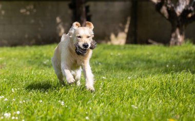 Köpek parkta çimlerde koşuyor.