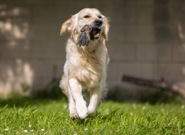 Altın köpeğim 9 aylık ve hayat dolu.! 