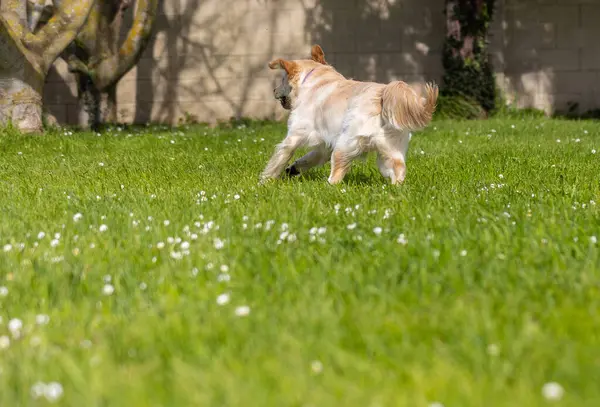 Köpek bahçede koşuyor..