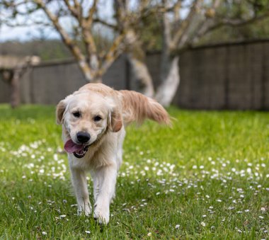 Belki de dünyanın en güzel köpeği! Benim Altın Avcım.!
