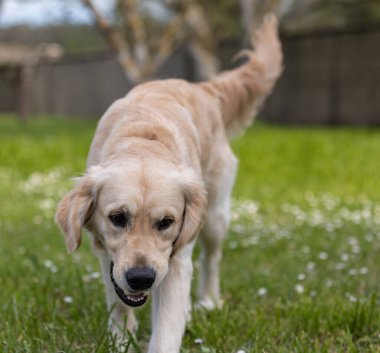 Belki de dünyanın en güzel köpeği! Benim Altın Avcım.!