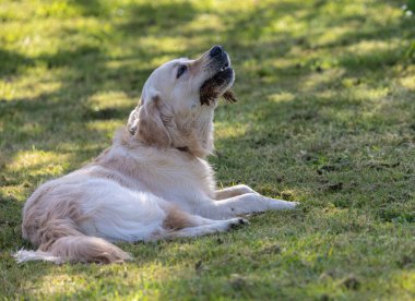 Wren, çok küçük ve muhteşem bir kuş yuvasını baharda yapıyor.! 