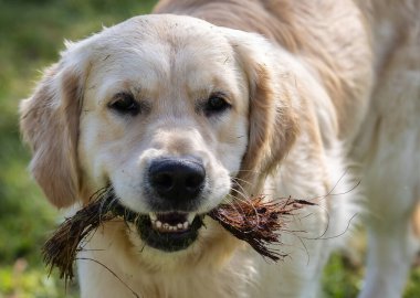 Wren, çok küçük ve muhteşem bir kuş yuvasını baharda yapıyor.! 