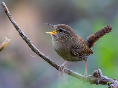 Wren, çok küçük ve muhteşem bir kuş yuvasını baharda yapıyor.! 