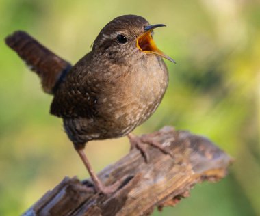 Wren, çok küçük ve muhteşem bir kuş yuvasını baharda yapıyor.! 