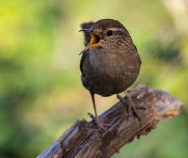 Wren, çok küçük ve muhteşem bir kuş yuvasını baharda yapıyor.! 