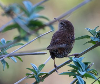 Wren, çok küçük ve muhteşem bir kuş yuvasını baharda yapıyor.! 