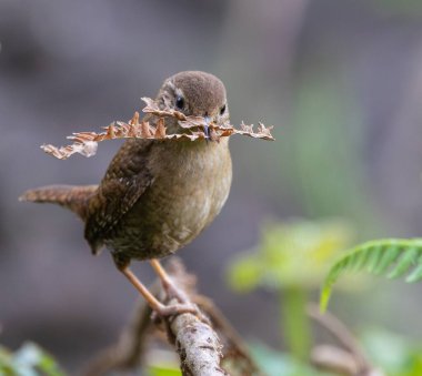 Wren, çok küçük ve muhteşem bir kuş yuvasını baharda yapıyor.!