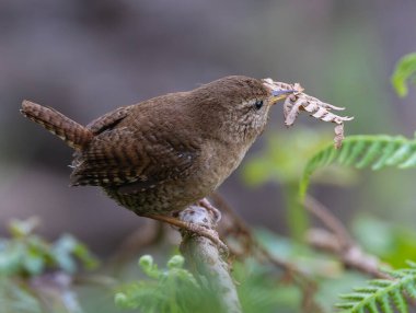 Wren, çok küçük ve muhteşem bir kuş yuvasını baharda yapıyor.!