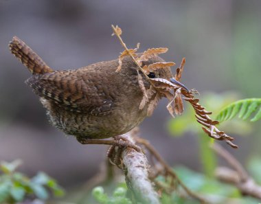 Wren, çok küçük ve muhteşem bir kuş yuvasını baharda yapıyor.!