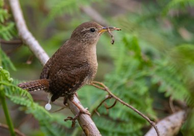 Wren, çok küçük ve muhteşem bir kuş yuvasını baharda yapıyor.!