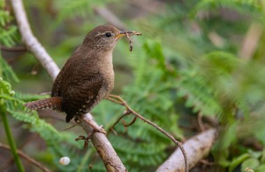 Wren, çok küçük ve muhteşem bir kuş yuvasını baharda yapıyor.!