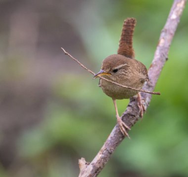 Wren, çok küçük ve muhteşem bir kuş yuvasını baharda yapıyor.!