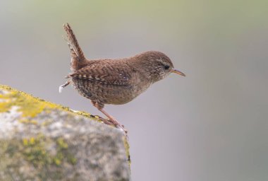 Wren, çok küçük ve muhteşem bir kuş yuvasını baharda yapıyor.!