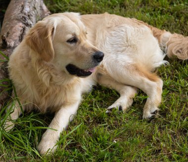 Wren, çok küçük ve muhteşem bir kuş yuvasını baharda yapıyor.!