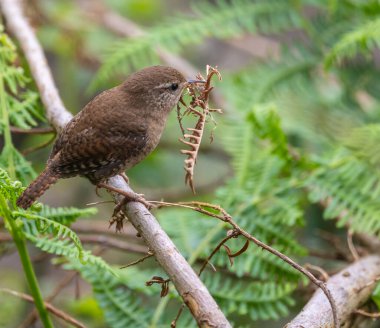 Wren, çok küçük ve muhteşem bir kuş yuvasını baharda yapıyor.!
