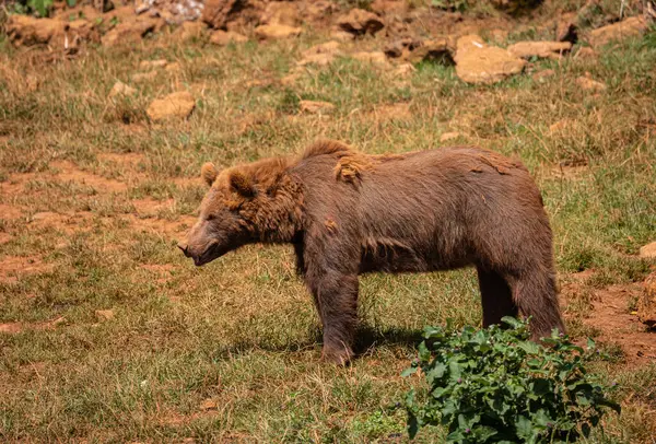 Cabarceno Parkı 'nda harika bir gün. Hayvanların yarı özgür olduğu.!