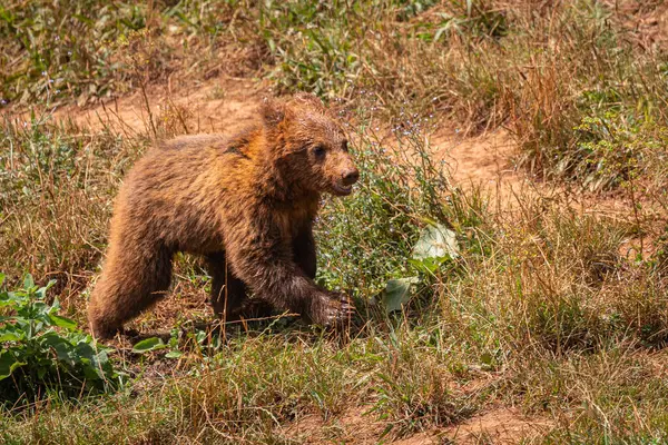 Cabarceno Parkı 'nda harika bir gün. Hayvanların yarı özgür olduğu.!