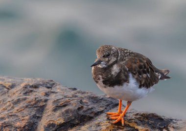 Dönen taşlar, dalgalar yükseldiğinde kayalıkların kenarında dinlenen kuşlar.