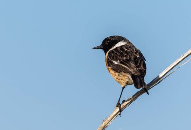 Farklı kategorilerdeki kuşları gözlemlemek için sahile bir yaz günü gezisi.! 