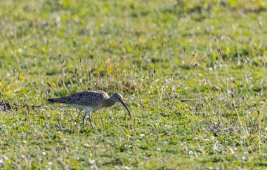 Farklı kategorilerdeki kuşları gözlemlemek için sahile bir yaz günü gezisi.! 