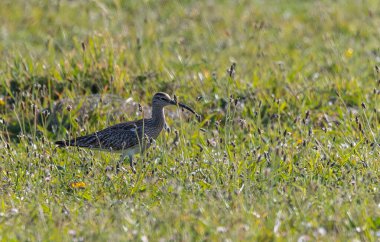 Farklı kategorilerdeki kuşları gözlemlemek için sahile bir yaz günü gezisi.! 