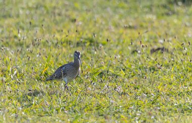 Farklı kategorilerdeki kuşları gözlemlemek için sahile bir yaz günü gezisi.! 