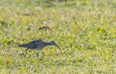 Farklı kategorilerdeki kuşları gözlemlemek için sahile bir yaz günü gezisi.! 