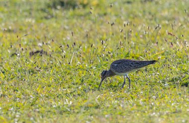 Farklı kategorilerdeki kuşları gözlemlemek için sahile bir yaz günü gezisi.! 