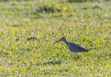 Farklı kategorilerdeki kuşları gözlemlemek için sahile bir yaz günü gezisi.! 