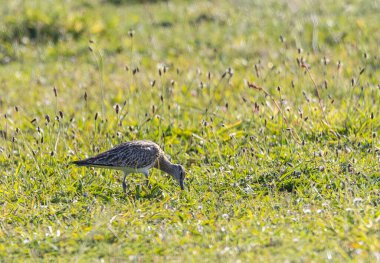 Farklı kategorilerdeki kuşları gözlemlemek için sahile bir yaz günü gezisi.! 