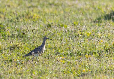 Farklı kategorilerdeki kuşları gözlemlemek için sahile bir yaz günü gezisi.! 